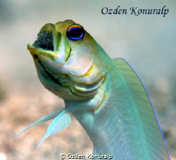 Yellowhead Jawfish - Male
Opistognathus aurifrons
Panam... by Ozden Konuralp 